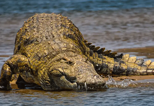 samburu-national-reserve-crocodile-watching Samburu National Reserve