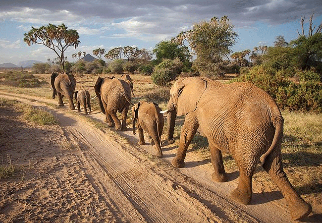samburu-national-reserve-elephants Samburu National Reserve