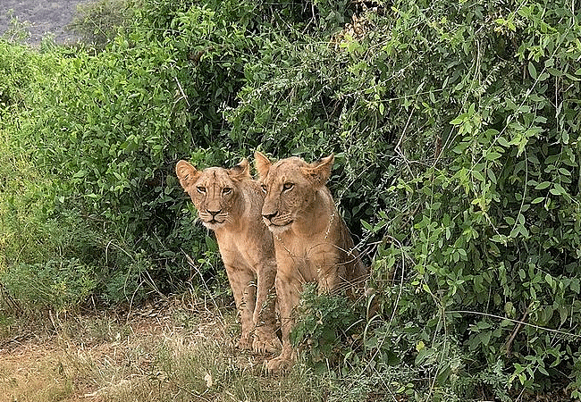 samburu-national-reserve-female-lions Samburu National Reserve