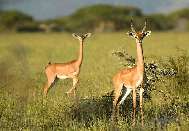 samburu-national-reserve-gerenuk-antelope Samburu National Reserve