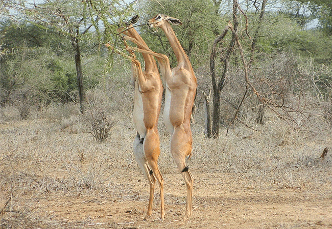 samburu-national-reserve-gerenuk-antelopes Samburu National Reserve