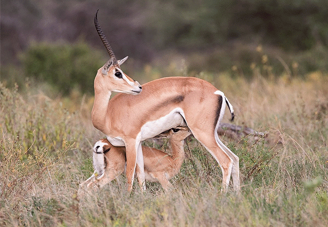 samburu-national-reserve-grants-gazelles Samburu National Reserve