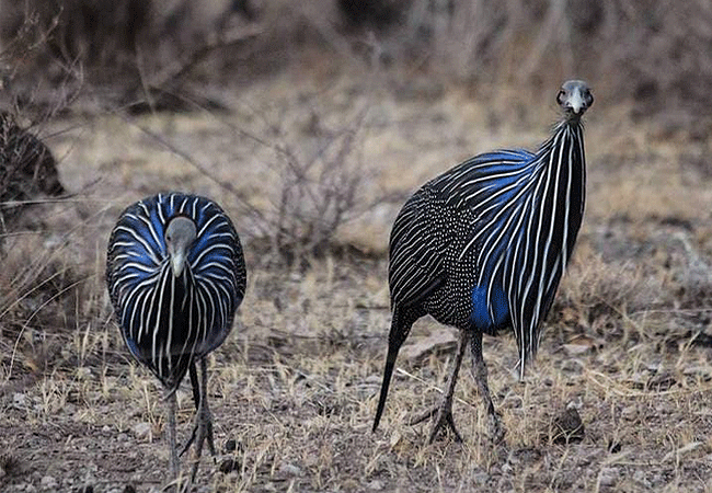 samburu-national-reserve-helmeted-guineafowl Samburu National Reserve