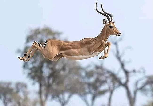 samburu-national-reserve-impala-antelope Samburu National Reserve