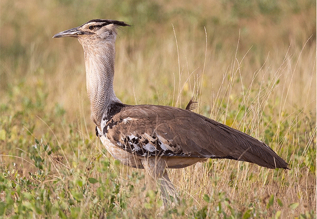 samburu-national-reserve-kori-bustard Samburu National Reserve