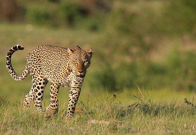 samburu-national-reserve-leopard Samburu National Reserve