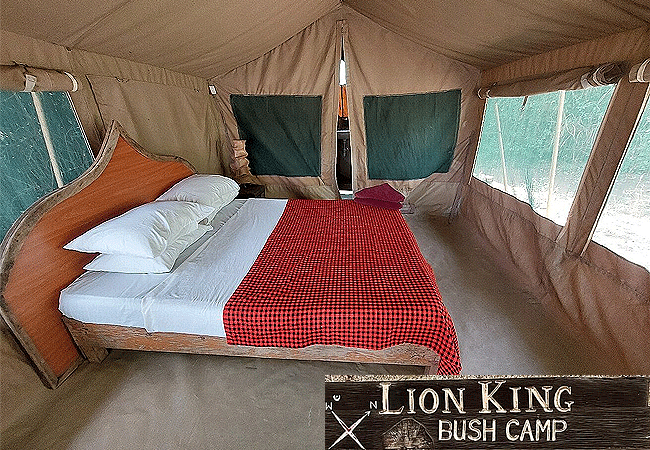 samburu-national-reserve-lion-king-bush-camp Samburu National Reserve