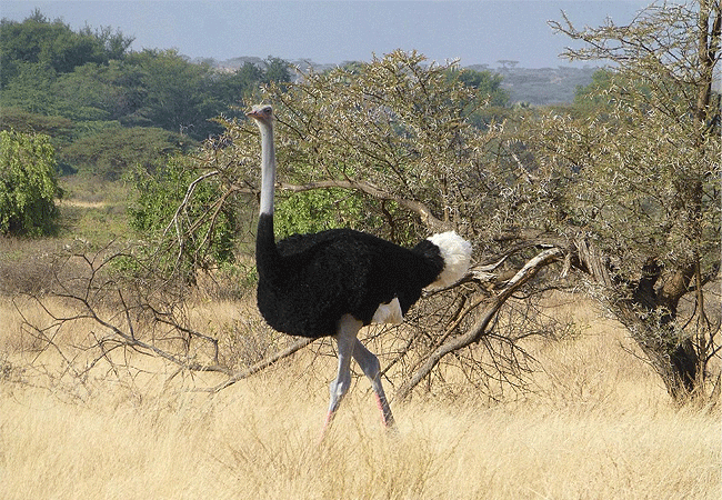 samburu-national-reserve-male-ostrich Samburu National Reserve