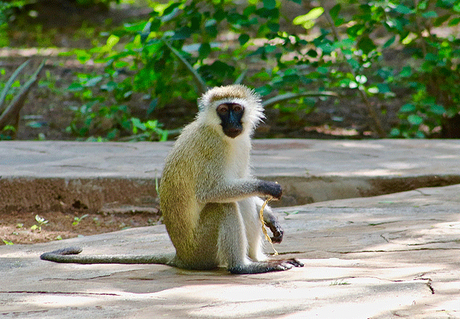 samburu-national-reserve-vervet monkey Samburu National Reserve