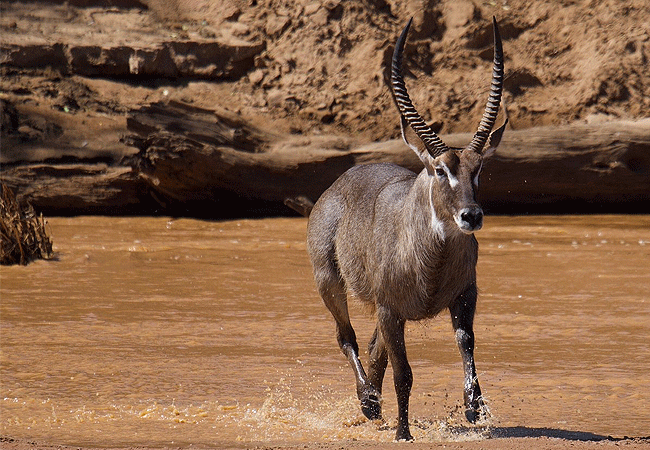 samburu-national-reserve-waterbuck-antelope Samburu National Reserve