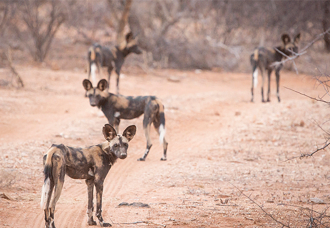 samburu-national-reserve-wild-dogs Samburu National Reserve