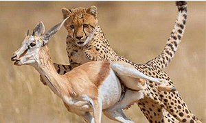 7 Days 6 Nights Kenya Road & Air Safari Aberdare, Samburu, Mt. Kenya Safari Club & Maasai Mara From Nairobi