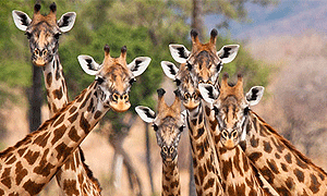 13 Days 12 Nights Tanzania Fly-in Safari Selous, Ruaha & Zanzibar East Coast