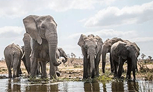 6 Days 5 Nights Tanzania Safari – Tarangire, Lake Manyara, Serengeti & Ngorongoro Crater (Driving) From Arusha