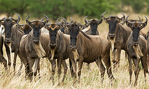 3 Days 2 Nights Tanzania Safari – Serengeti National Park Safari (Driving) from Mwanza Town