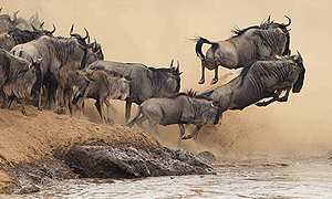 12 Days 11 Night Tanzania Safaris, Tours & Wildlife Holidays