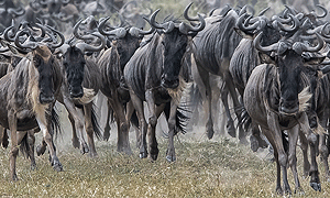 5 Days 4 Nights Tanzania Safari – Serengeti & Ngorongoro Crater (Driving) From Arusha