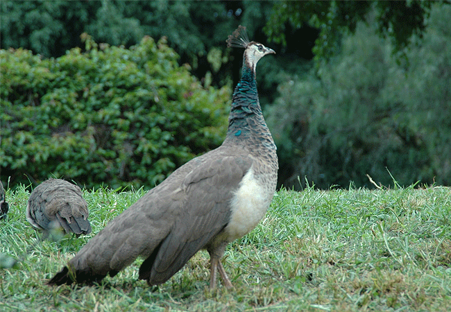 t-trekking-trip-peafowl Mount Kenya Climbing 2 Days 1 Night Trekking Trip