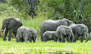 10 Days 9 Nights Southern Tanzania Bush and Beach Safari - Selous Game Reserve, Ruaha National Park & Zanzibar Island