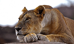 9 Days 8 Nights Tanzania Fly-in Safari Tarangire, Ngorongoro, Serengeti & Ruaha