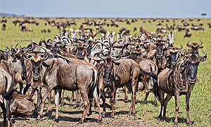 11 Days 10 Nights Tanzania flying-in Safaris