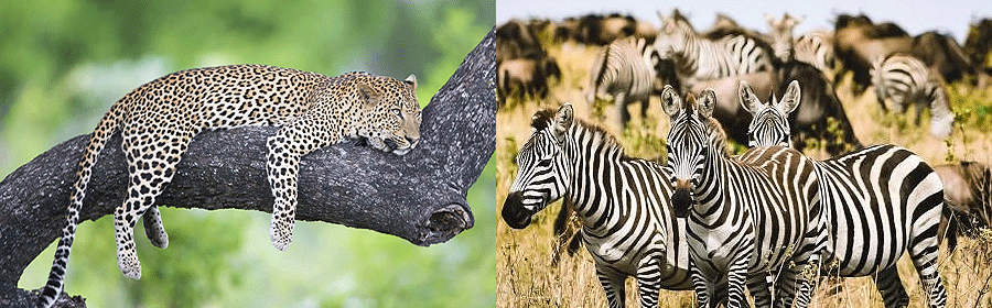 tanzania-safari-holiday Tanzania safaris & Holidays