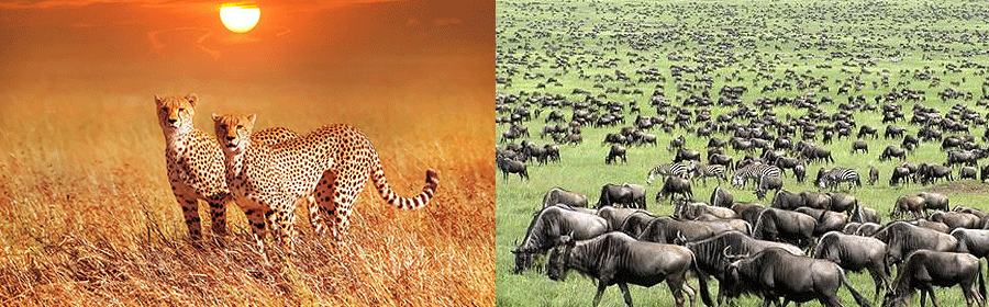 tanzania-safari-vacations Safaris In Tanzania