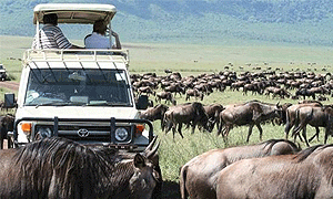 4 Days 3 Night Tanzania Safari Holidays, Tours & Trips