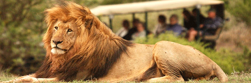 tanzania-safaris Tanzania Safari Tours