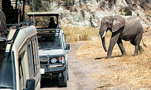 11 Days 10 Night Tanzania Safari Holidays, Tours & Trips