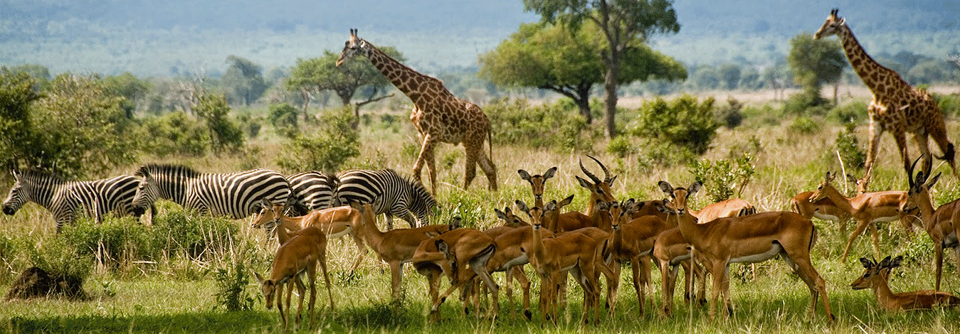 tanzania-tours-holidays Tanzania safaris Holidays