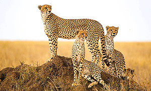 7 Days 6 Night Tanzania Safari Tours, Trips, Travel & Vacations