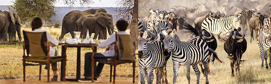 tanzania-tours-trips Tanzania Wildlife safaris