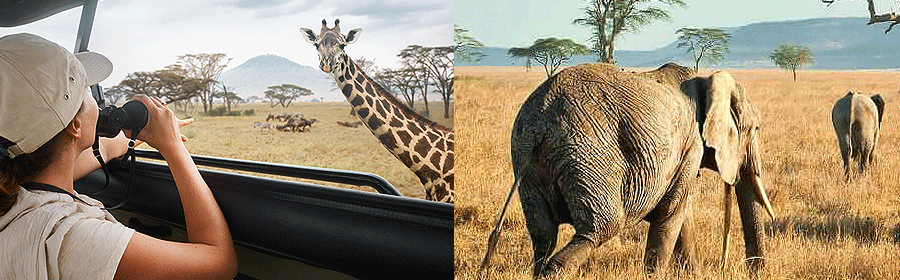 tanzania-trips Tanzania Safaris