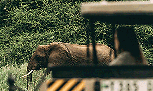 6 Days 5 Nights Tanzania Safari – Lake Manyara, Serengeti & Ngorongoro Crater (Driving) From Arusha