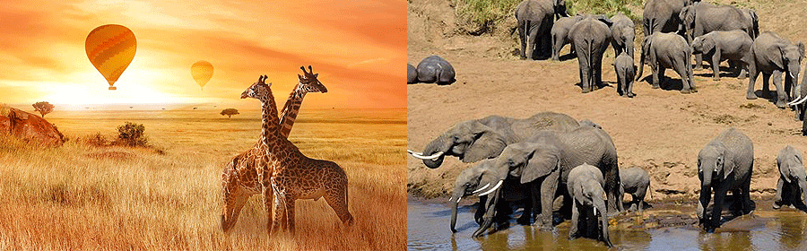 tarangire-balloon-safaris Hot Air Balloon Safaris Tarangire National Park Tanzania