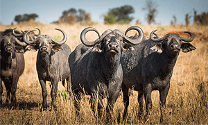 2 Days 1 Night Tanzania Safari – Tarangire National Park & Ngorongoro Crater (Driving) From Arusha