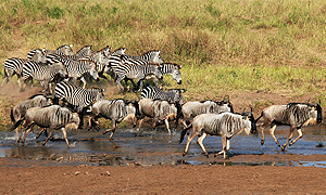 2 Days 1 Night Tanzania Safari – Lake Manyara National Park & Tarangire National Park (Driving) From Arusha