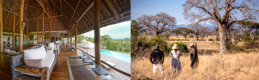 tarangire-treetops-lodge Elewana Tarangire Treetops