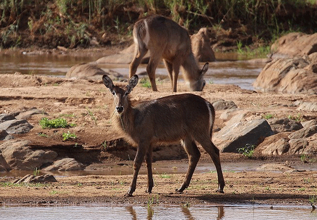 tsavo-east-national-park-common-waterbuck Tsavo East National Park