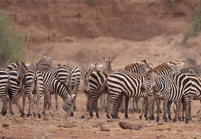 tsavo-east-national-park-common-zebras Tsavo East National Park