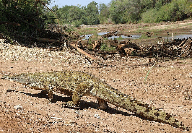 tsavo-east-national-park-crocodile-on-the-banks-of-the-river Tsavo East National Park