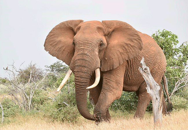 tsavo-east-national-park-elephant-roaming-in-the-park Tsavo East National Park