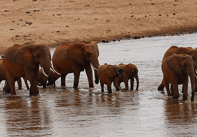 tsavo-east-national-park-elphants-crossing-the-river Tsavo East National Park