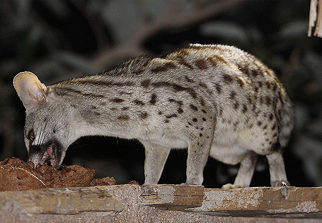 tsavo-east-national-park-genet-cat Tsavo East National Park