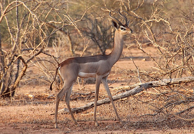 tsavo-east-national-park-giraffe-gazelle Tsavo East National Park