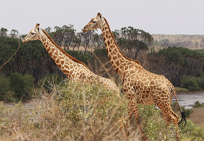 tsavo-east-national-park-giraffes Tsavo East National Park