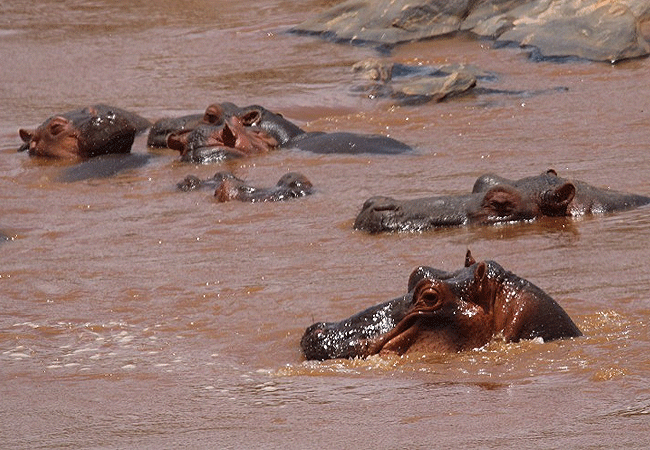 tsavo-east-national-park-hippo-group-in-shallow-water Tsavo East National Park