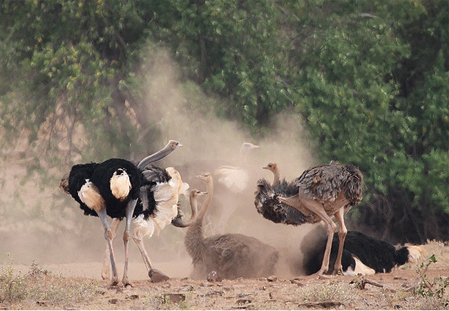 tsavo-east-national-park-masai-ostrich Tsavo East National Park