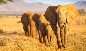 9 Days 8 Nights Kenya Safari – Tsavo West, Tsavo East, Amboseli, Lake Naivasha & Masai Mara (Driving) From Mombasa